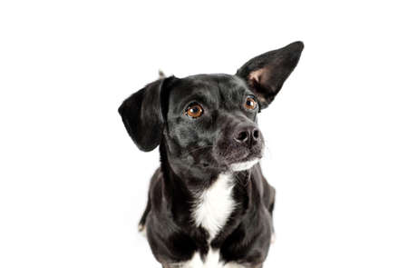 small black breedless dog portrait, mixed breed canine looking curious on isolated white backgroundの写真素材