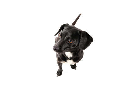 Small black dog portrait, mixed breed canine looking up with attention isolated white backgroundの写真素材