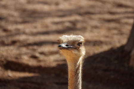 ostrich head portrait on blurred background close-upの写真素材