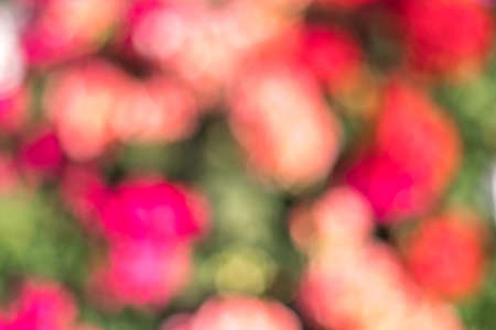 blurred multi colored red, orange, violet and green colorful dots background abstract bokeh flowers, flowery springの写真素材