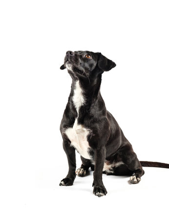 small black dog, mixed breed canine looking curious isolated white backgroundの写真素材