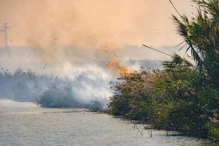 burning rice farmers straw in Albufera de Valencia Spain, burning rice stubble pollution environmental problem smokeの写真素材
