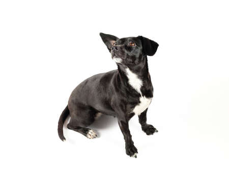 obedient small dog sitting and still on white isolated backgroundの写真素材