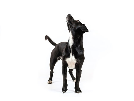 small black breedless dog portrait, mixed breed canine looking curious isolated white backgroundの写真素材