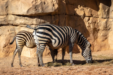 zebra and her baby in natural habitat animal of the African savannaの写真素材