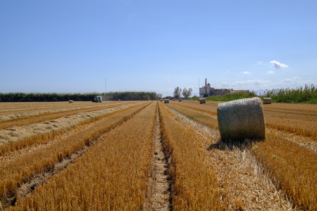 cylindrical bales of straw in the field mowed rural workの写真素材