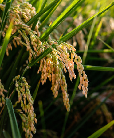 rice plant, Oryza sativa field, seeds to harvest foodの写真素材