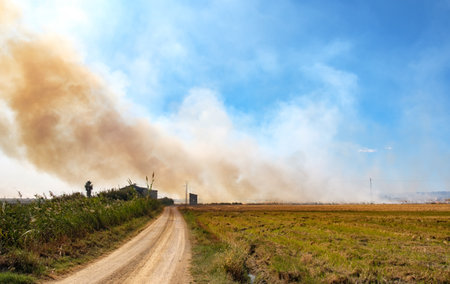Burning of rice stubble burning straw in rice farmers in Albufera Valencia Spain, pollution environmental problem, dark sky cloudsの写真素材