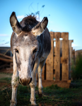 Portrait of a curious donkey grazing in a pen in the countryside on the farm looking at the camera farm grazing animals.の写真素材