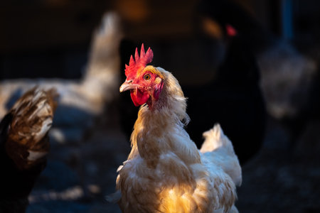 hen on farm Free Range Chickensの写真素材