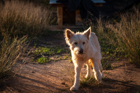 dog portrait of a Russian Shepherd white in the field looking at the flockの写真素材