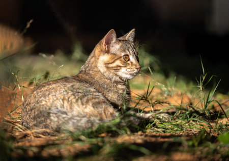 cat lying down feline resting sunbathing on groundの写真素材