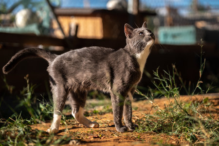 Gray cat walking outside day felineの写真素材