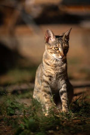 cat feline resting sunbathing outside on groundの写真素材