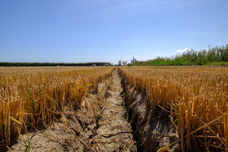 dry and cracked land drought climate problem, affects agriculture. Harvest problemsの写真素材