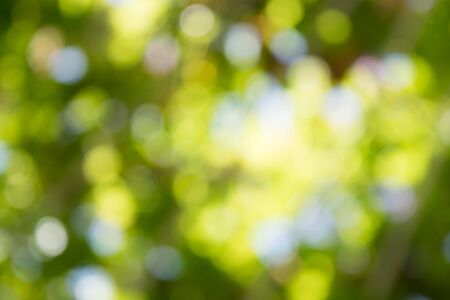 bokeh of leafの写真素材