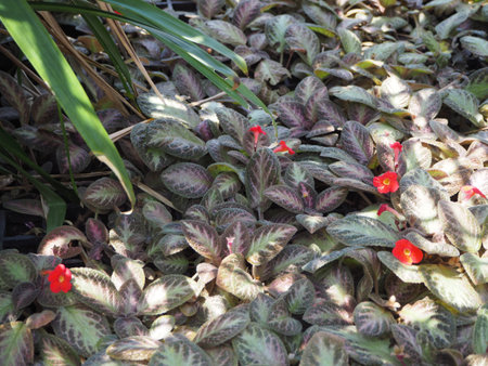 flower in the gardenの写真素材