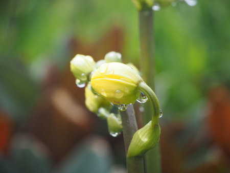 Yellow flowers