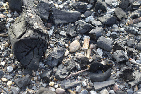 Burned black coal on the beach of the Baltic Sea in Poland