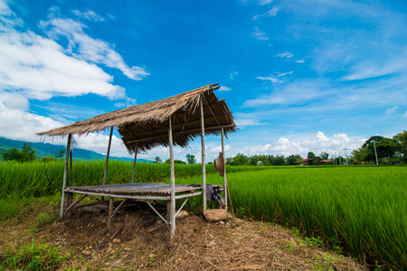 Rice field and skyの写真素材