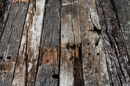 Texture of bark wood use as natural backgroundの写真素材