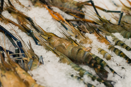 black tiger prawns on a farm standの写真素材