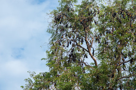 Lyle's flying fox hanging on a tree branchの写真素材