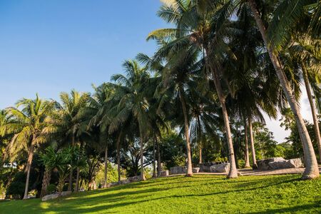 greensward and coconut trees in the gardenの写真素材