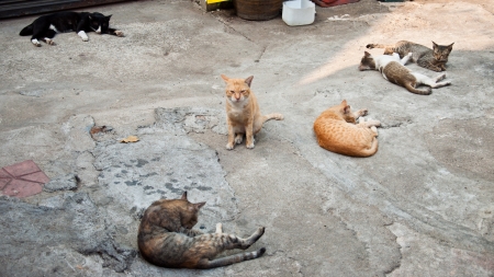 Group of cats on concreteの写真素材