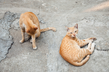 Ginger cats on concreteの写真素材