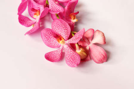 Pink orchids on white background.の写真素材