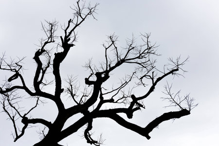 Silhouette of a Dead Tree on white skyの写真素材