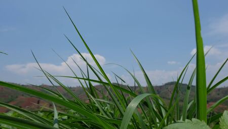 grass and skyの写真素材