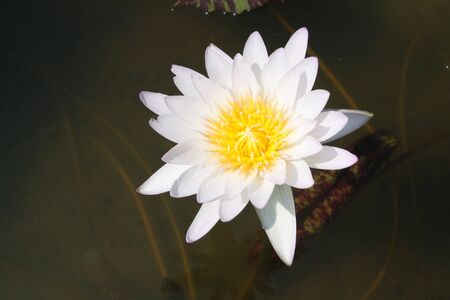 the white lotusの写真素材
