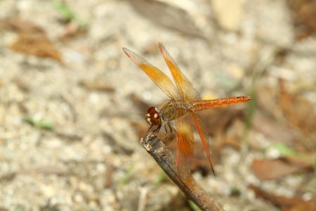 Dragonfly on a stickの写真素材