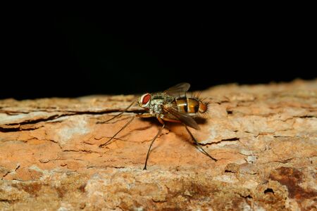 Close up macro fly on treeの素材