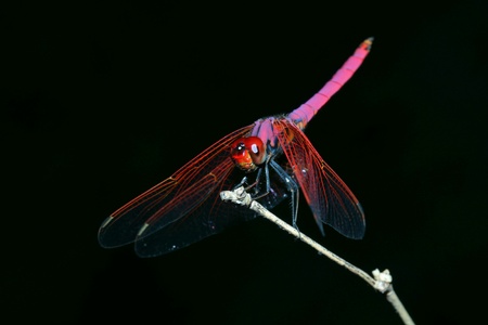 Close up pink dragonfly black の素材