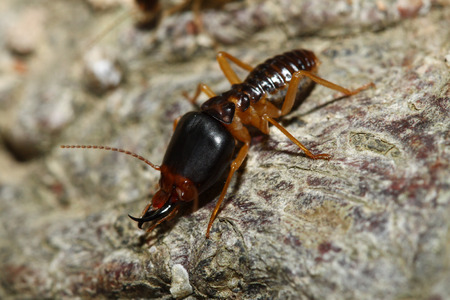 the soldier termite of soil eatersの写真素材