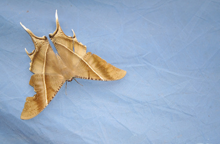 macro Brown butterfly on blue backgroundの写真素材