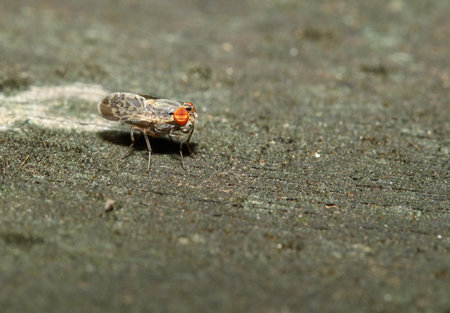 brown fly on wood back ground in gardenの写真素材