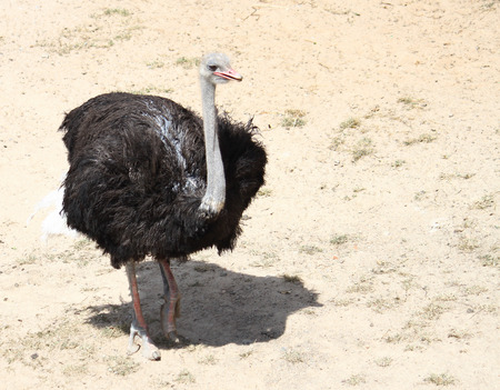 ostrichの写真素材