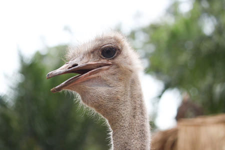 Ostrich headの写真素材