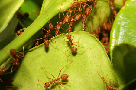 ant build home from leaf