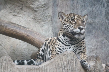 Jaguar sit down