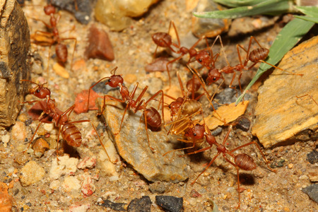 group red ant transport body red ant dieの写真素材
