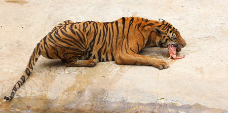 tiger eat meat
