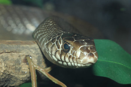close up head Indochinese rat snake