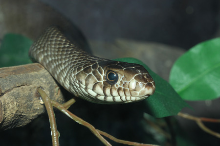 close up head Indochinese rat snakeの写真素材