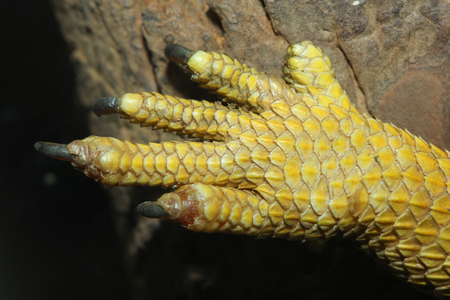 close up leg bearded dragons  lizardの写真素材