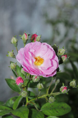 pink flowerの写真素材